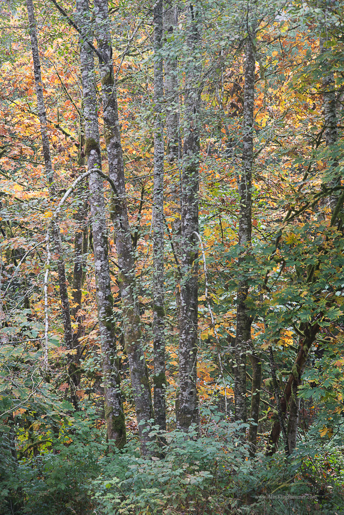 alanklughammer.com.20151009-_AKP7494-Edit-2