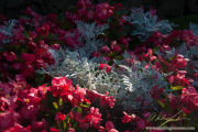 AlanKlughammer.com_20160813-_AKP2908