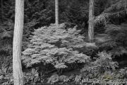 AlanKlughammer.com_20160813-_AKP2917-Edit
