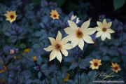 AlanKlughammer.com_20160813-_AKP2941-Edit
