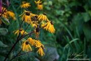 AlanKlughammer.com_20160813-_AKP2955