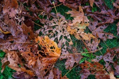 alanklughammer.com_.20200926-_6102284