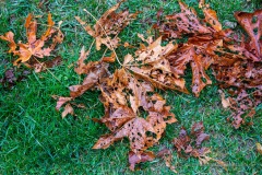 alanklughammer.com_.20200926-_6102290