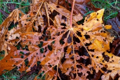 alanklughammer.com_.20200926-_6102295