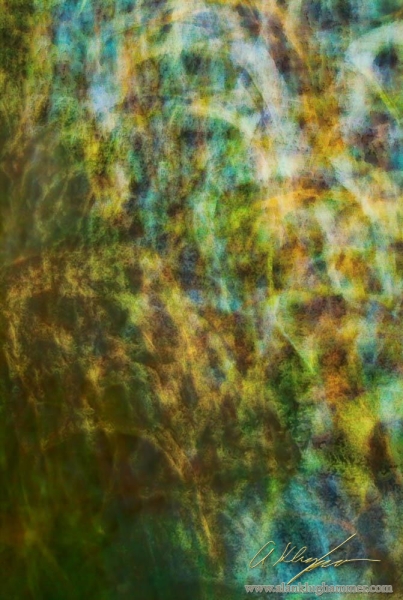Abstract view of the forest