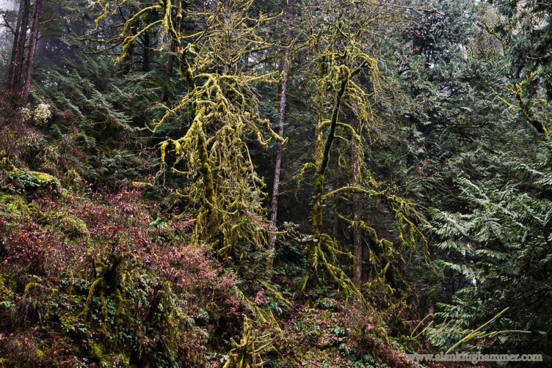 Winter colours in the west coast forest near Goldstream park
