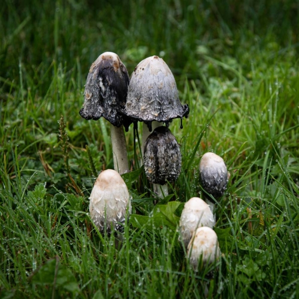 Mushrooms and Dew (2.5d)