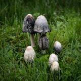 Mushrooms and Dew (2.5d)